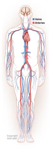 An illustration of the human vascular system