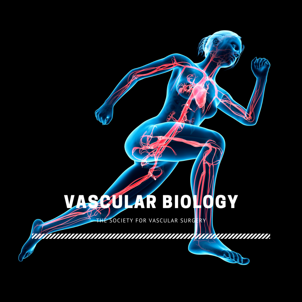 Vascular biology - learn more